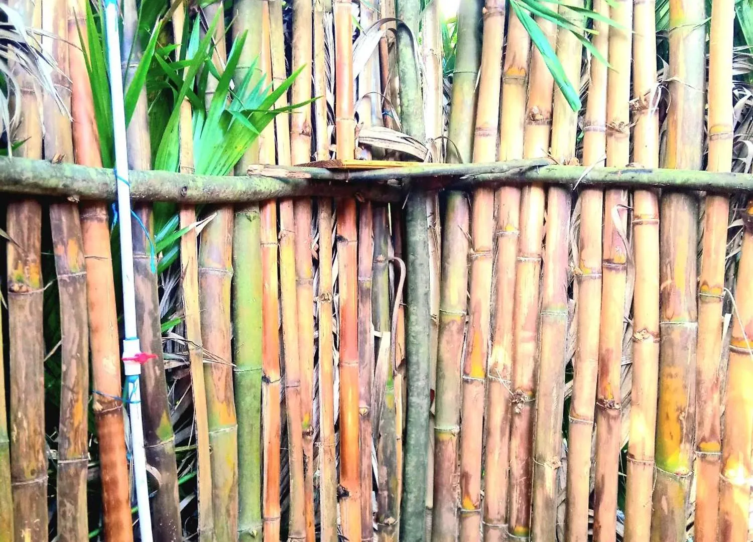 Resort La Familia Guest House&Natural Farm Port Antonio